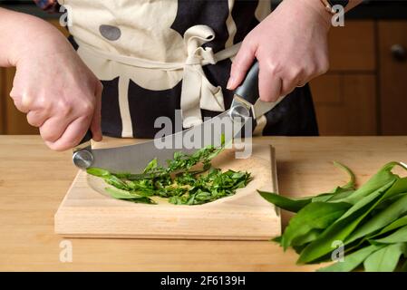 Ein Koch schneidet frisch gepflückte Bärlauch-Blätter, Resen oder Allium ursinum in einer heimischen Küche mit einem Hachoir oder Ha Chorschneider und Schneidebrett Stockfoto
