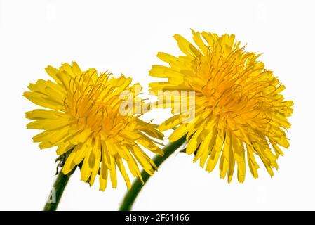 Zwei Blüten von gelben Löwenzahn (Taraxacum), Nahaufnahme isoliert auf weißem Hintergrund Stockfoto