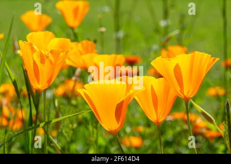 Kalifornische Mohnblumen blühen im Frühling Stockfoto