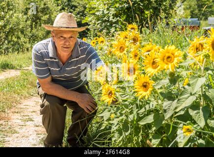 Porträt eines älteren Mannes mit Sonnenblumen im Garten. Stockfoto