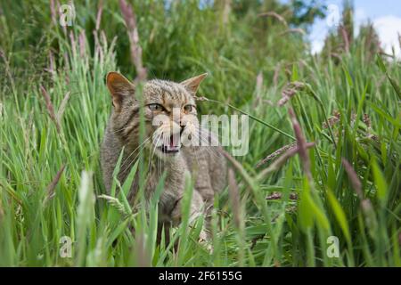 Schottische Wildkatze (Felis sylvestris), Captive, Großbritannien Stockfoto