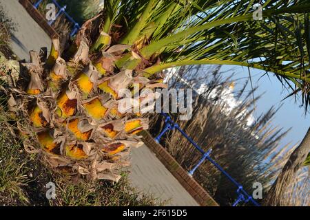 Eastbourne Seafront an EINEM sonnigen Wintertag - Ananas-Stil Palm Tree - Green Tree Branches - Eastbourne Pier In Hintergrund - Sussex UK Stockfoto