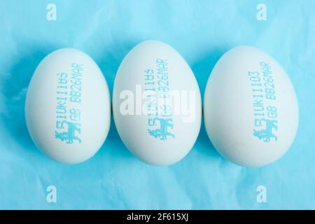 Blaue Eier. Britische Löweneier. Lebensmittelsicherheit. Blaue Hühnereier mit dem Stempel der britischen Löweneier, ein britisches Lebensmittelsicherheitssystem. Stockfoto
