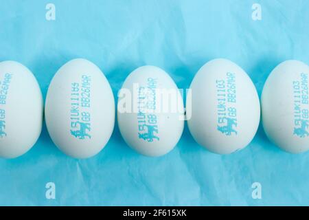 Blaue Eier. Britische Löweneier. Lebensmittelsicherheit. Blaue Hühnereier mit dem Stempel der britischen Löweneier, ein britisches Lebensmittelsicherheitssystem. Stockfoto