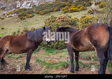 Traprain Law, East Lothian, Schottland, UK Wetter. 29th. März 2021. Der Wind hat Exmoor Ponys geblasen, aber es war zumindest trocken und warm mit einer Temperatur von 17 Grad Celsius. Quelle: Arch White/Alamy Live News. Stockfoto