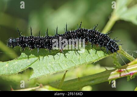 Reifere Raupe des Pfauenschmetterlings, Aglais io) mit Befestigungsfaden, auf teilweise gefressen Brennnesselblatt unter Brambles. Als Katerp Stockfoto