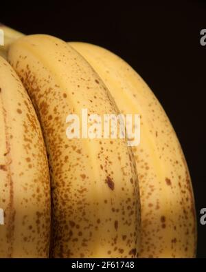 Reifer Bund gelber Bananen mit braunen Sommersprossen in Niedrige Tastenbeleuchtung und schwarzer Hintergrund Standzeit Stockfoto
