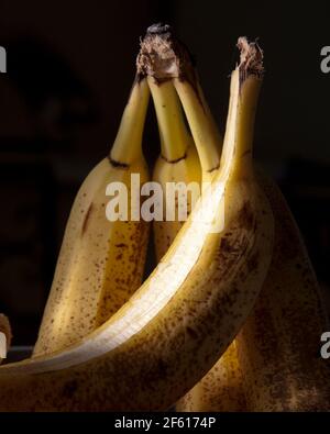 Reifer Bund gelber Bananen mit braunen Sommersprossen in Niedrige Tastenbeleuchtung und schwarzer Hintergrund Standzeit Stockfoto