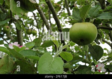 Der Sämling von Apple Bramley (Malus domestica) zeigt sowohl reifende Früchte als auch Blüten. September West Sussex Coastal Plain, Chichester Plain, England, U Stockfoto