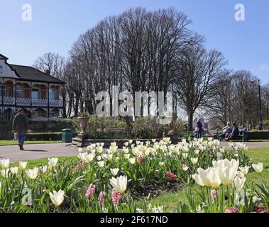 Ein distanziertes Gespräch, in dem sich alte Leute im Rose Garden im Devonport Park, Plymouth, vorentrüstet treffen. Bunte Blumenbeete mit weißen Tulpen surro Stockfoto