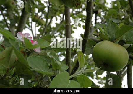 Der Sämling von Apple Bramley (Malus domestica) zeigt sowohl reifende Früchte als auch Blüten. September, West Sussex Coastal Plain, Chichester Plain, England, Stockfoto
