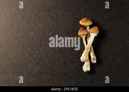 Getrocknete Psilocybin-Pilze auf schwarzem Hintergrund. Psychedelisch, überwältigend, magischer Pilz. Medizinische Verwendung. Mikrodosierkonzept. Stockfoto