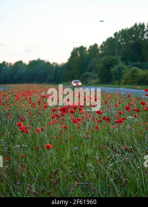 Eine Weite von Mohnblumen auf einem zentralen Reservat, Teil der Re-wilding von Straßenrand Rändern, mit einem Hintergrund defokussierten Auto und Radfahrer, um Kontext hinzuzufügen Stockfoto