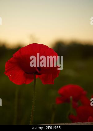 Nahaufnahme einer Mohnblume auf ihrem Stiel, mit den letzten Strahlen des Abendlichts, die die Blütenblätter lichtdurchlässig machen, vor einem dunklen, defokussierten Hintergrund. Stockfoto