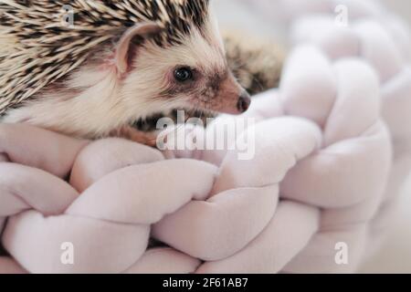 Igel. afrikanischer Pygmäe Igel in einem grauen Korbbett auf einem verschwommenen hellen Hintergrund.Haustiere. Grauer kleiner Igel. Weibliche Igel Nahaufnahme Stockfoto