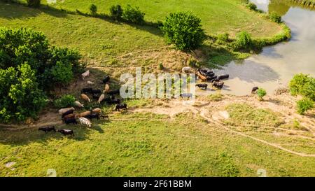 Luftaufnahme von Rindern an einem Teich auf einem Bauernhof Im Zentrum von Kentucky Stockfoto