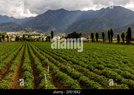 Landwirtschaftliche Landschaft in der Nähe von Constanza, Dominikanische Republik Stockfoto