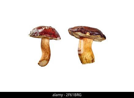 Essbare Pilze (Boletus badius oder Lorbeer) isoliert auf weißem Hintergrund mit Clipping Pfad. Kopierbereich, keine Schatten Stockfoto