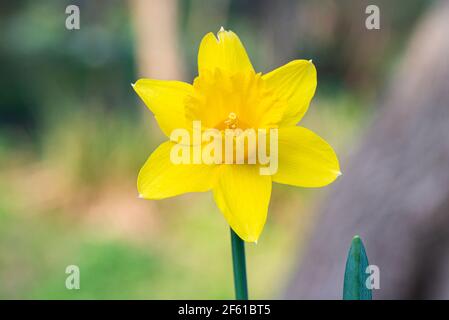 Die Blume eines Narzissen 'Dutch Master' (Narcissus 'Dutch Master') Stockfoto
