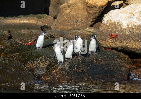 Galapagos-Pinguine (Spheniscus mendiculus) zwischen Santiago und Bartolome, Nationalpark Galapagos-Inseln, Ecuador. Stockfoto