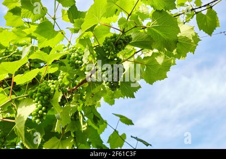 Bund von jungen frischen grünen unreifen Traubenfrüchten unter weichem Sonnenlicht im Weinberg zur Erntezeit. Weinbau Pflanzen in Bio-Weingut Bauernhof zu PR Stockfoto