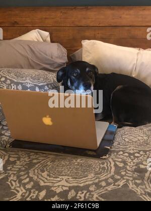 Hund entspannt auf dem Bett mit Mac-Computer Stockfoto