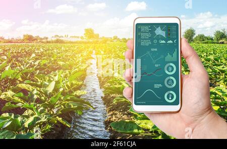 Hand hält Handy mit Ernte-Status-Analyse Infografiken. Qualitätskontrolle. Innovative moderne Technologien in der Landwirtschaft. Daten sammeln, Prognose Stockfoto