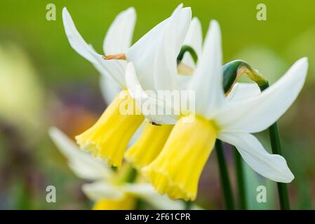 Die Blumen von einigen Narzissen 'Jenny' (Narcissus 'Jenny') Stockfoto