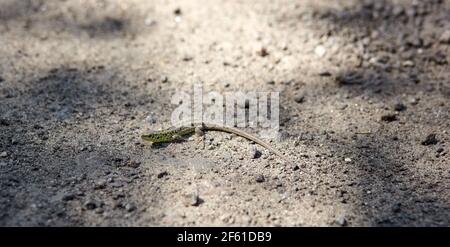 Podarcis muralis (gemeine Mauereidechse). Nahaufnahme eines kleinen Reptils auf dem Boden Stockfoto