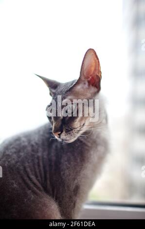 Lustige Katze sitzt auf der Fensterbank. Eine schöne graue Sphinx Katze. Selektiver Fokus mit geringer Schärfentiefe Stockfoto