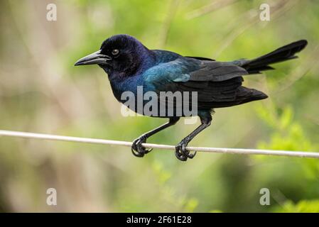 Schillerndes Boot-tailed Grackel (Quiscalus major) auf einem Draht in St. Augustine, Florida thront. (USA) Stockfoto