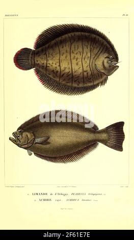 Illustration von südamerikanischen Fischen Stockfoto