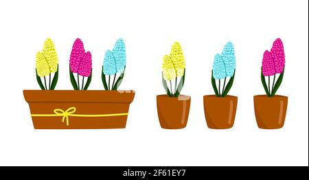 Set aus gelb, blau und lila-rosa Hyacinthus in einem Topf, schöne Frühlingsblumen in einem braunen Topf, ein Geschenk für den Womens Day, Vektor-Illustration in Cartoon Stock Vektor