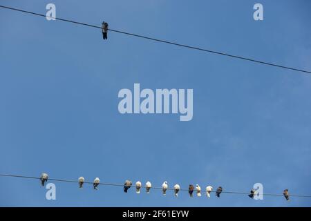 Eine Schar wilder Tauben, die auf Hochspannungsdrähten sitzen Der blaue Himmel Stockfoto