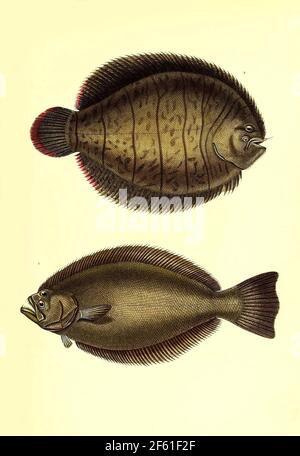 Illustration von südamerikanischen Fischen Stockfoto