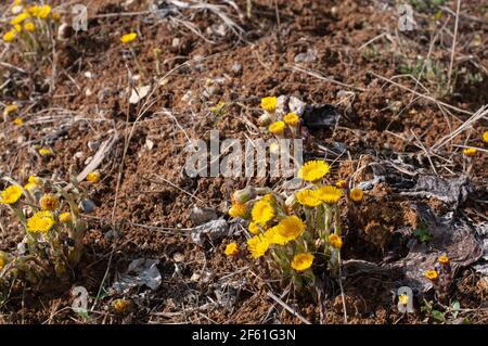 Gelb blühende Kolsse oder tussilago fara im Sonnenlicht in frühen Feder Stockfoto