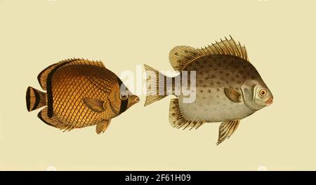 Illustration von Vagabond Butterflyfish und Spotted Scat Stockfoto