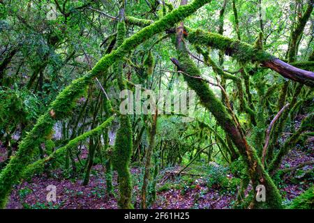 Stämme mit Moosen in einem Steineichenwald. Stockfoto