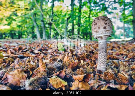 Sonnenschirmpilz (Macrolepiota procera) in einem Buchenholz. Urbasa-Andia Naturpark. Navarra, Spanien, Europa. Stockfoto