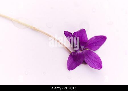 Ein einziges violettes englisches Violett / Viola odorata Stockfoto