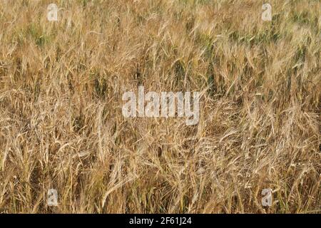 Reife Gerstenohren, Vollformat. Ernte Getreide, Hintergrund. Hintergrund der reifenden Ohren von gelben Getreidefeld bereit für die Ernte in einem landwirtschaftlichen Feld wachsen. Stockfoto