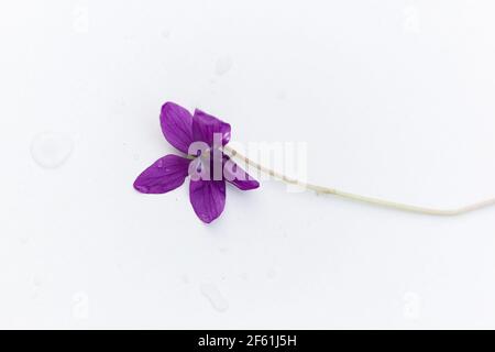 Nahaufnahme eines einzelnen violetten English Violet / Viola Odorata auf weißem Hintergrund Stockfoto