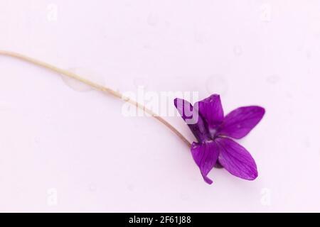 Nahaufnahme eines einzelnen violetten Violett / Viola odorata, Stockfoto