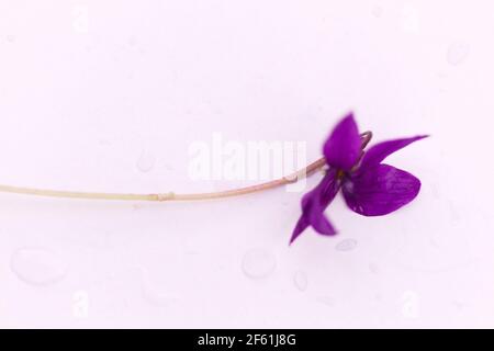 Nahaufnahme eines einzelnen violetten Wildvioletts / Viola odorata auf weißem Hintergrund. Diffuser Fokus. Copyspace Stockfoto
