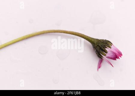 Wildflower Beauty - hochauflösendes Makro einer einzelnen Gänseblümchen Blütenstiel (geschlossene Blütenblätter) auf weißem Hintergrund Stockfoto