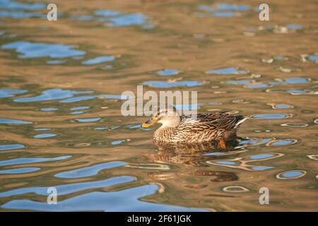 Mallard-Weibchen schwimmt im Nemi-See in den Castelli Romani Regionalpark Stockfoto