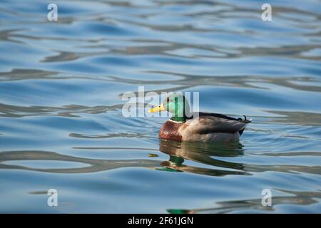 Mallard schwimmt im Nemi-See im Regionalgebiet Castelli Romani Parken Stockfoto