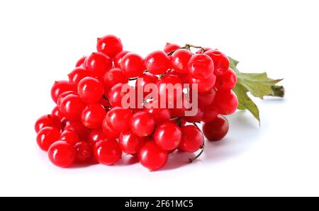 Frische Viburnum-Beeren auf weißem Hintergrund Stockfoto