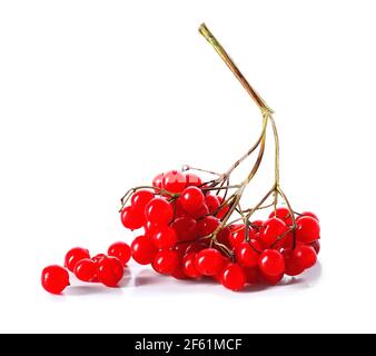 Frische Viburnum-Beeren auf weißem Hintergrund Stockfoto