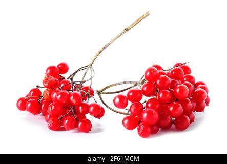 Frische Viburnum-Beeren auf weißem Hintergrund Stockfoto